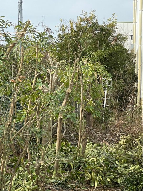 工場脇に植栽されている木の伐採（香取郡多古町）